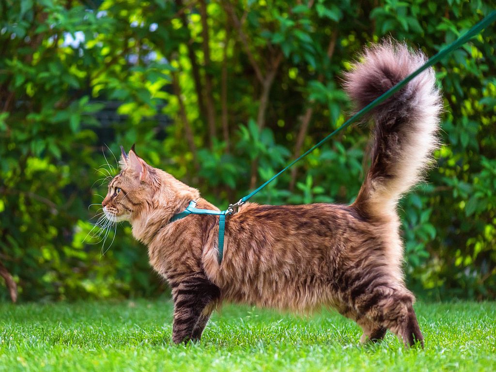 cat on leash